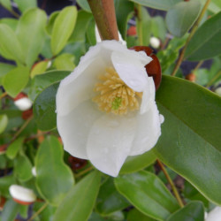 Michelia yunnanensis