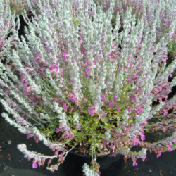 Teucrium marum