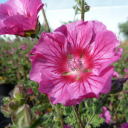 Anisodontea ‘Large Red’