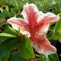 Azalea japonica ‘Ben Morrison’ - Azalée japonaise