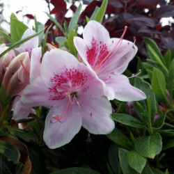 Azalea japonica Ho Oden