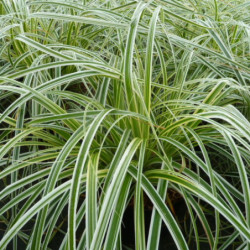 Carex 'Feather Falls'