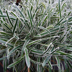 Ficinia truncata ‘Ice Crystal’ - Ficinia givré