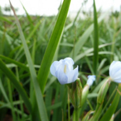 Libertia caerulescens