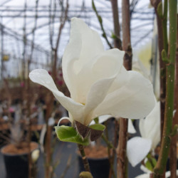 Magnolia kobus ‘Isis’