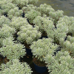 Euphorbia characias 'Silver Swan - Wilcott' - Euphorbe