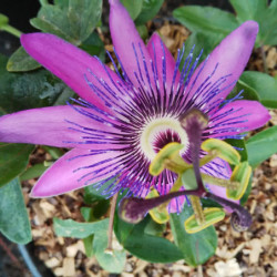 Passiflora 'Purple Haze'