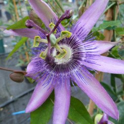 Passiflora 'Purple Haze'