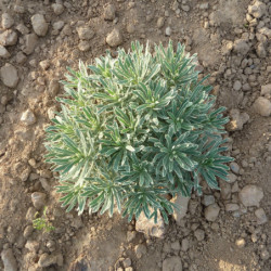 Euphorbia characias 'Silver Swan - Wilcott' - Euphorbe