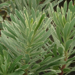 Euphorbia characias 'Silver Swan - Wilcott' - Euphorbe