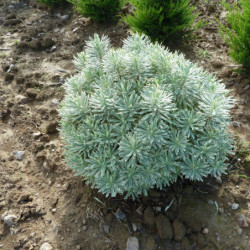 Euphorbia characias 'Silver Swan - Wilcott' - Euphorbe