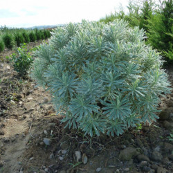 Euphorbia characias 'Silver Swan - Wilcott' - Euphorbe