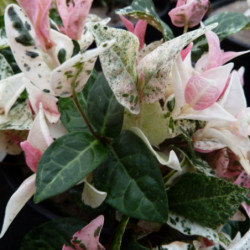 Trachelospermum asiaticum ‘Tricolor’