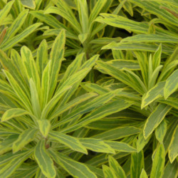 Euphorbia × martinii 'Ascot Rainbow'