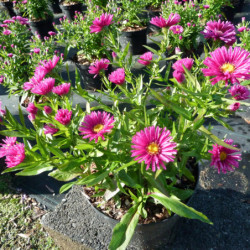 Aster dumosus ‘Jenny’