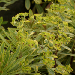 Euphorbia × martinii 'Ascot Rainbow'