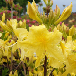 Azalea mollis Anneke