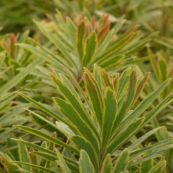 Euphorbia × martinii 'Ascot Rainbow'