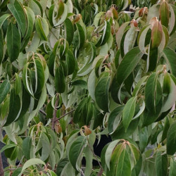Cornus angustata 'Empress of China' ® - 'Elsbry'