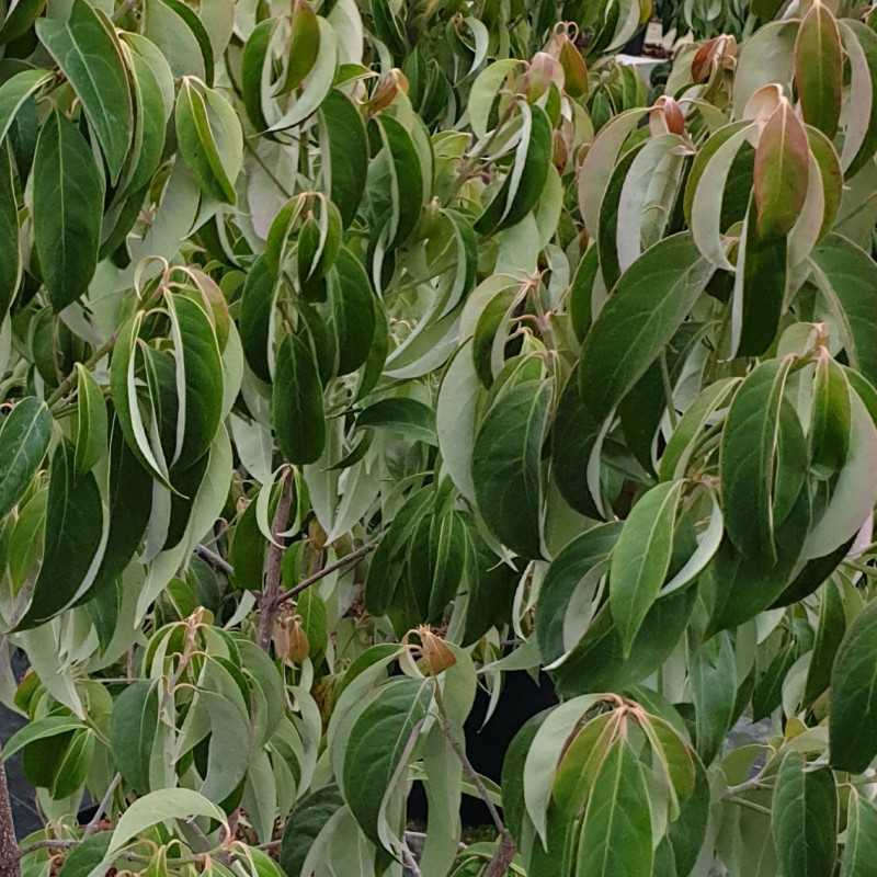 Cornus angustata 'Empress of China' ® - 'Elsbry'