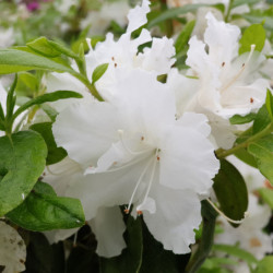 Azalea japonica ‘Adonis’