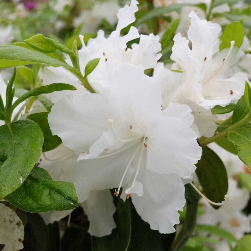 Azalea japonica ‘Adonis’