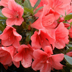 Azalée nakaharae ‘Pink Cascade’