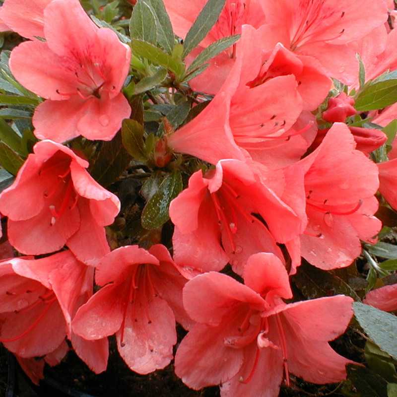 Azalée nakaharae ‘Pink Cascade’
