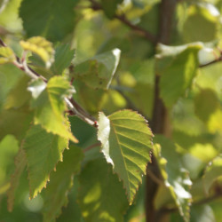Betula nigra ‘Black Star’