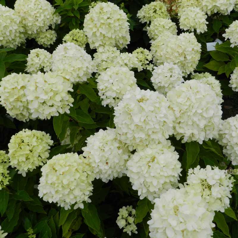 Hydrangea paniculata Little Spooky