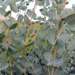 Eucalyptus gunnii ‘Silverana‘ ® -  ‘Lon40’
