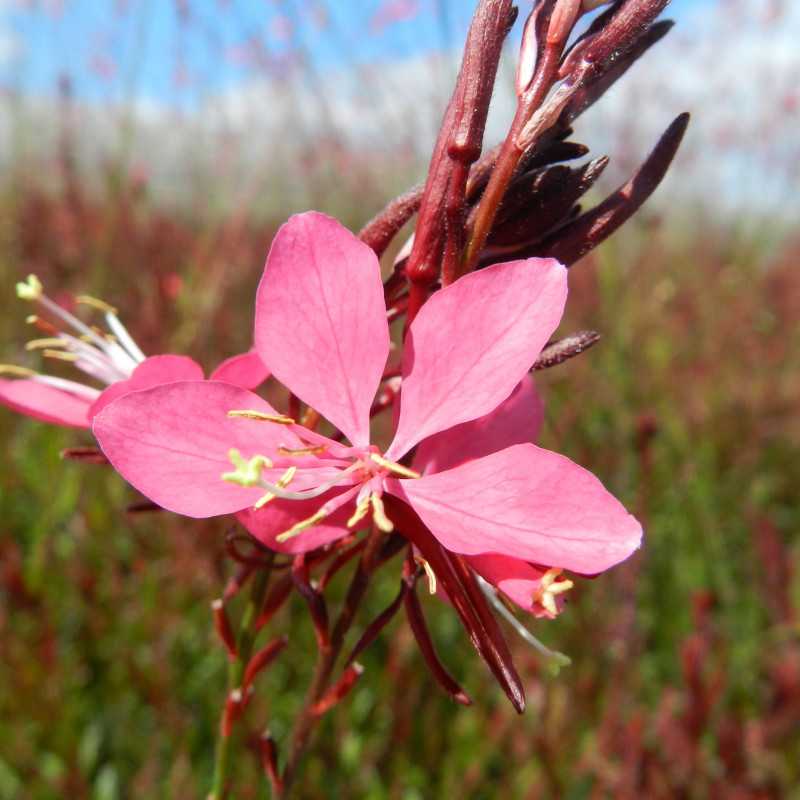 Gaura lindheimeri ‘Gaudi Pink’