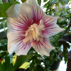 Hibiscus syriacus 'Starbust Chiffon' ® - 'Rwoods6'