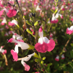 Salvia microphylla 'Pink Lips'