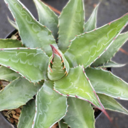 Agave montana
