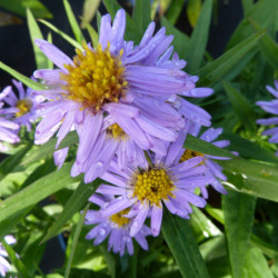 Aster dumosus Professor Anton Kippenberg