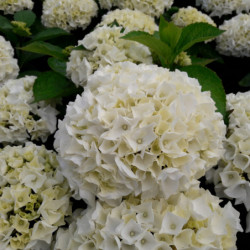 Hydrangea macrophylla 'Wudu' - Hortensia