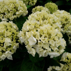 Hydrangea macrophylla 'Wudu' - Hortensia