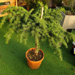 Cedrus deodara ‘Feeling Blue’