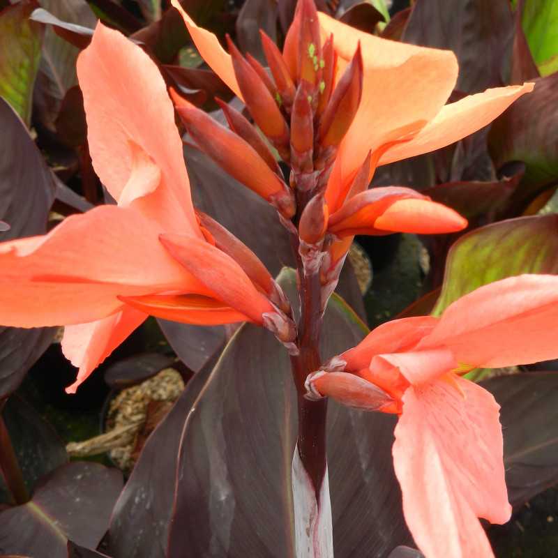 Canna Happy Julia