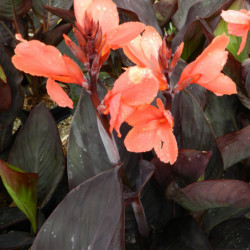 Canna Happy Julia