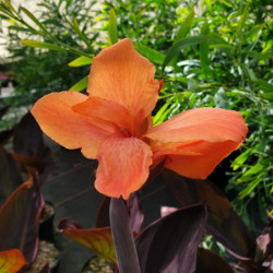 Canna 'Happy Julia'