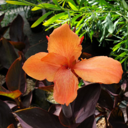 Canna Happy Julia