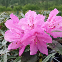 Rhododendron 'Graziella' - Grand Rhododendron