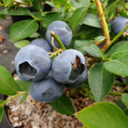 Vaccinium corymbosum 'Legacy' - Myrtille d'Amérique