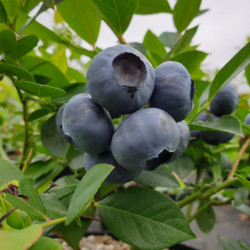Vaccinium corymbosum 'Legacy' - Myrtille d'Amérique