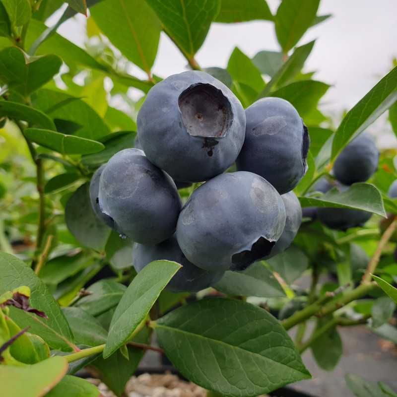 Vaccinium corymbosum 'Legacy' - Myrtille d'Amérique