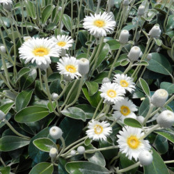 Pachystegia insignis ‘Daizea Hardec’