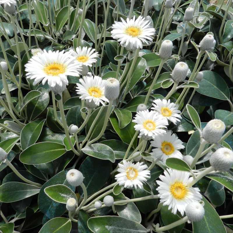 Pachystegia insignis ‘Daizea Hardec’