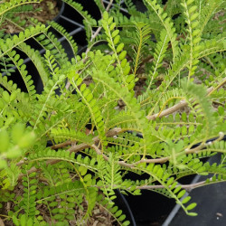 Sophora microphylla ‘Dragon's gold’